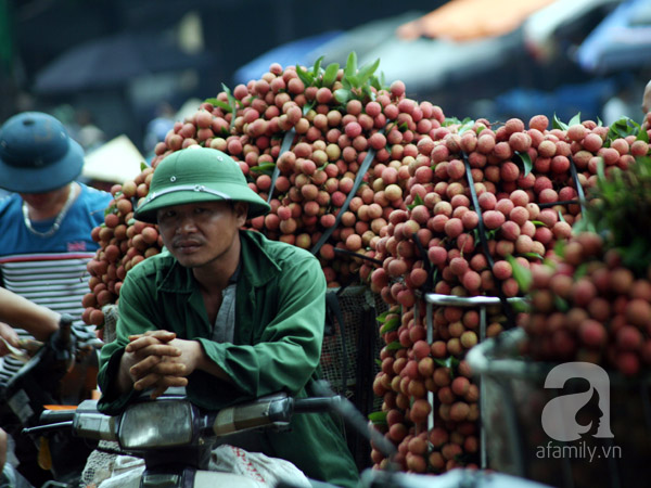 vải thiều lục ngạn